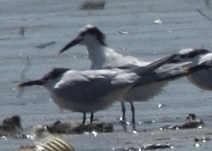 Thalasseus sandvicensis