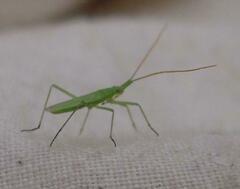 Trigonotylus