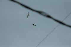 Haliaeetus albicilla