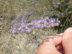 Limonium gmelinii