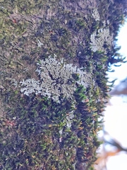 Physconia enteroxantha