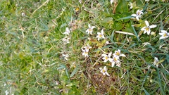 Lobelia oligophylla