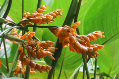 Stromanthe stromanthoides