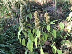 Amaranthus hybridus
