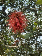 Erythrina abyssinica