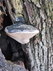 Phellinus igniarius