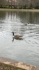 Branta canadensis