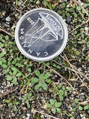 Draba verna