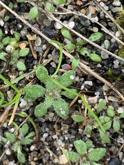 Draba verna