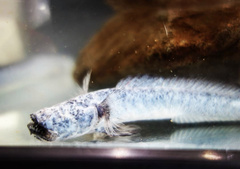 Odontamblyopus lacepedii