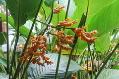 Stromanthe stromanthoides