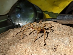 Cupiennius coccineus