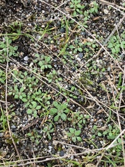 Draba verna
