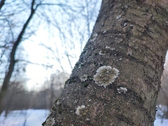 Physconia enteroxantha