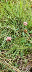 Trifolium burchellianum