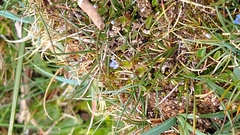 Gentiana prostrata