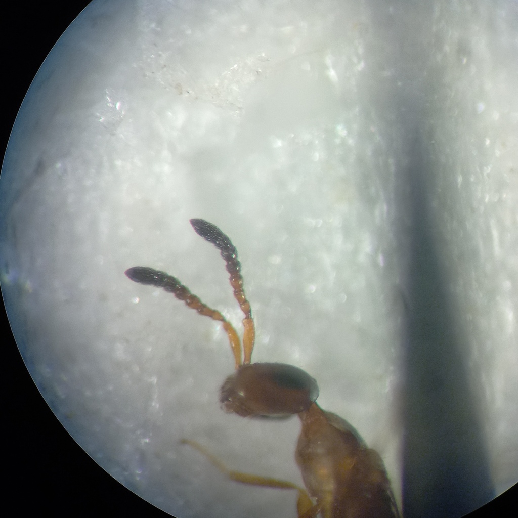 Theocolax elegans