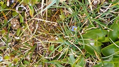 Gentiana prostrata