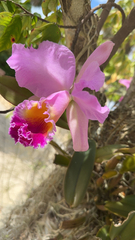 Cattleya trianae