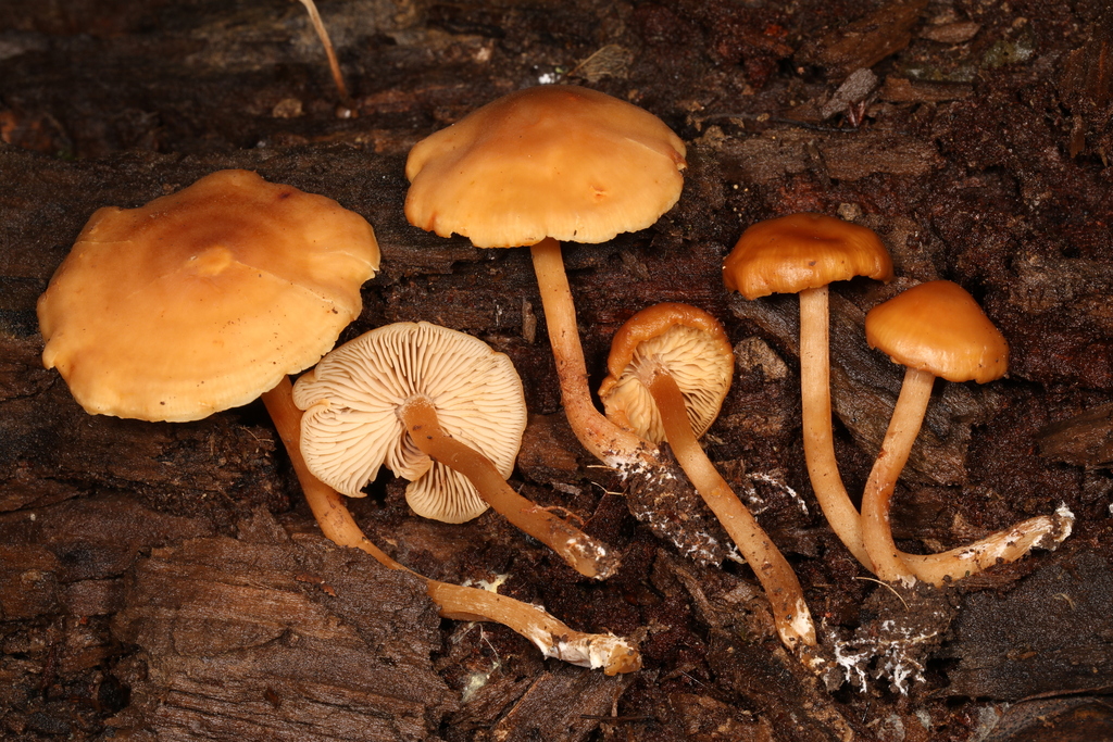 Rhodophana sp. 'IN02'