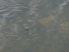 Aquarius adelaidis