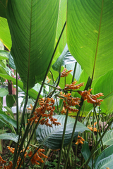 Stromanthe stromanthoides