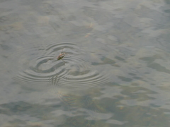 Aquarius adelaidis
