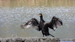 Phalacrocorax carbo sinensis
