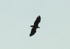 Haliaeetus albicilla