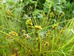 Carex bebbii
