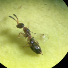Cerocephalidae