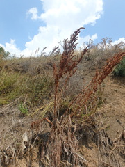 Rumex patientia