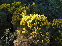 Ulex erinaceus