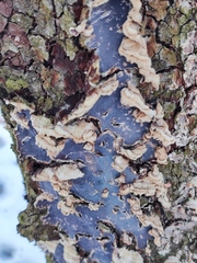 Chondrostereum purpureum