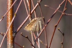 Epirranthis diversata