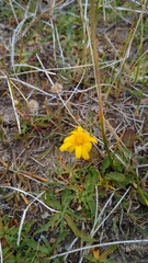 Hypochaeris chondrilloides