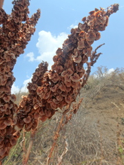 Rumex patientia