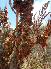 Rumex patientia