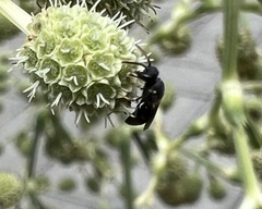 Hylaeus punctatus
