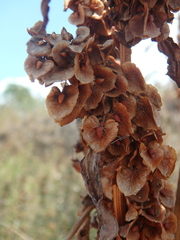 Rumex patientia