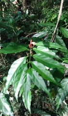 Justicia brasiliana