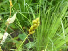 Carex bebbii
