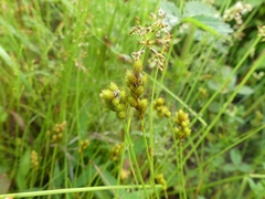 Carex bebbii