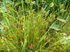 Carex bebbii