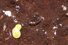 Leptophlebiidae