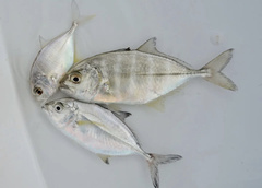 Caranx ignobilis