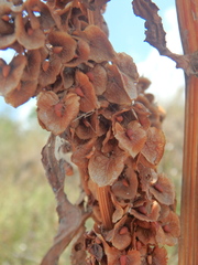 Rumex patientia