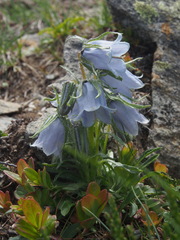 Campanula alpina