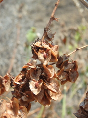 Rumex patientia