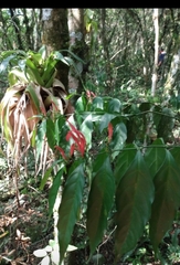 Justicia brasiliana